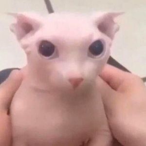 Meet your Posher, Junior